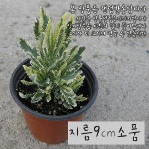 밀로 라벤다 (황금무늬 라벤더모종) 지름 10cm 소품허브화분 (좋은흙만 사용한 건강한식물)
