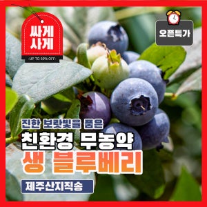 제주 생 블루베리 친환경 무농약 생과 1kg
