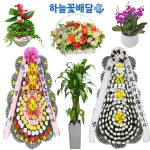 하남개업화분 하남화분배달 꽃배달