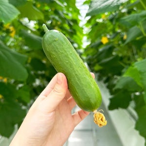 GREF 미니오이 꼬마오이 스낵오이 피클오이 2kg