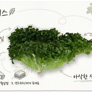 유러피안 샐러드 유러피안 채소 프릴아이스 3kg, 1개