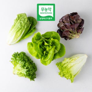 손수팜 800g 무농약 수경재배 유럽 샐러드 채소 유러피안 상추 쌈채소 버터헤드 로메인 등