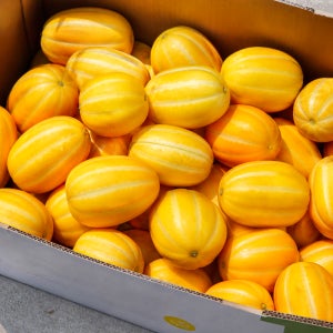 담다온팜 성주 당도선별 가정용 못난이 참외 10kg, 1개