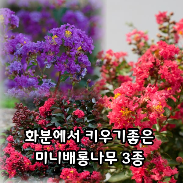 미니배롱나무 왜성종백일홍 베를린라즈베리 벨리니그레이프 무카 120L포트