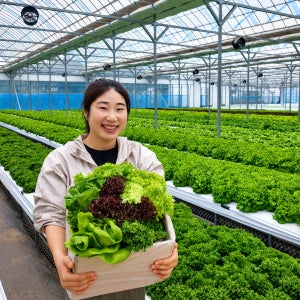 거북이농장 유러피안 샐러드 야채 유럽 상추 쌈 채소 버터헤드 로메인 1kg