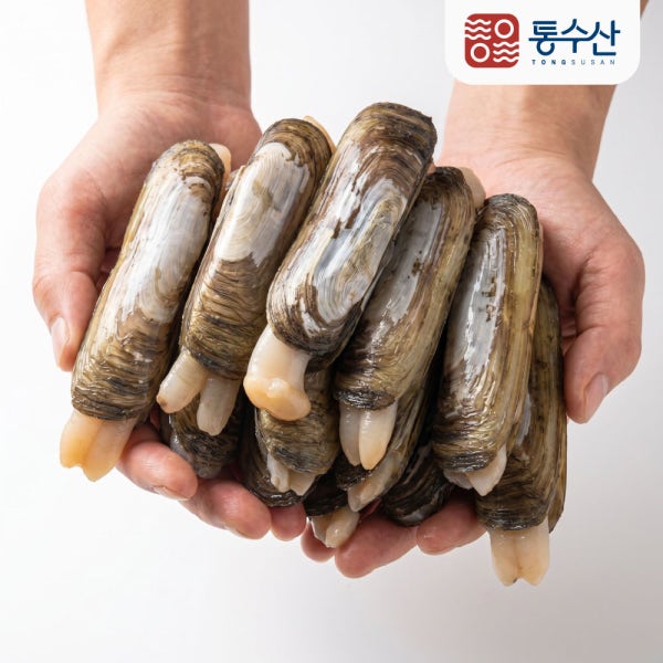 산지직송 순천만 제철 가리맛조개 500g 중대사이즈 산소포장