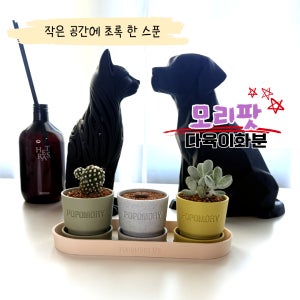 다육이화분 감성화분 미니화분