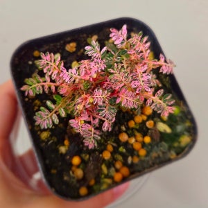 여우구슬 필란서스 우리나리아 핑크 바리에가타 7.5cm 포트