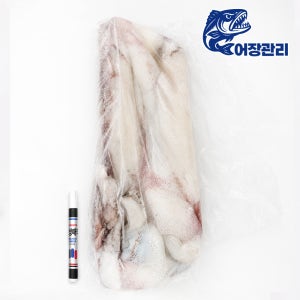 무늬오징어 아오리이카 1미 1~1.5kg 냉동 흰오징어 숙회 초밥용 이자카야 업소용 식재료