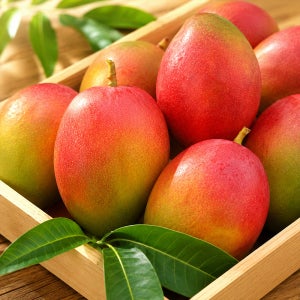 제주 애플망고 왕 망고 산지직송 프리미엄 3kg 외 가정용 선물용