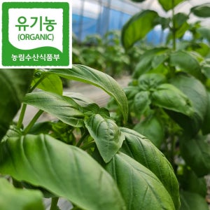 유기농허브 바질 생 바질잎 친환경 합포장 농가직거래 당일수확 생허브 식재료 50g 100g
