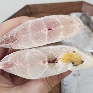 땅콩마켓 프리미엄 5지 왕갈치 1팩