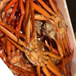 자숙 붉은대게 3.5kg 8-12미 수율80% 특품 찜 홍게 대게 대용량