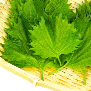 유기농 무농약 시소잎 일본 깻잎 친환경 시소 국내산 산지직송 500g 1kg