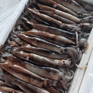 땅콩마켓 국내산 생물 오징어 1kg 당일바리