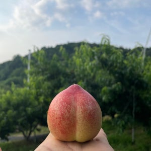 심온상회 노지 신비 복숭아 중대과, 1kg, 1개