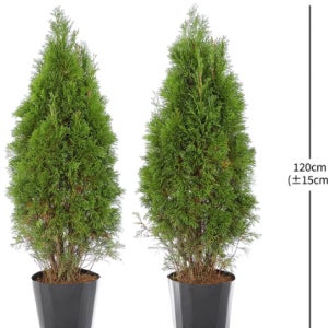 에메랄드 그린 2개입 재배분 120cm 코스트코(제주 및 도서산간배송불가)