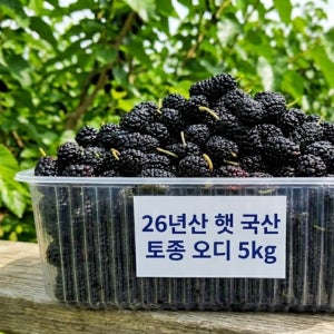 26년 햇 국산 토종 오디 5kg 명품 5kg, 1개