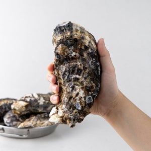 국산 통영 삼배체 대왕굴 1kg 생굴 제철굴 산지직송