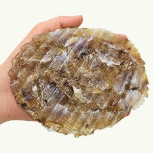 건어물천국 두꺼운 조미 쥐치포 원형쥐포 특대 400g, 1개