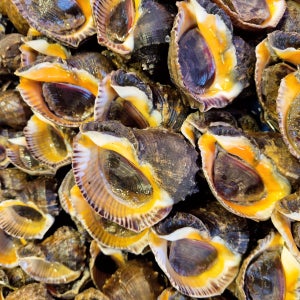 국내산 제철 자연산 참소라 생물  1kg