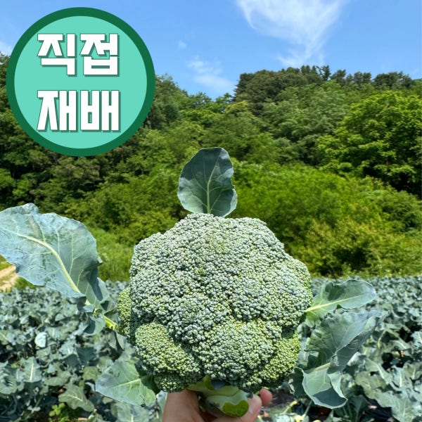 [직접재배] 강원도 고랭지 브로콜리 1kg / 국내산 생브로콜리 / 산지직송