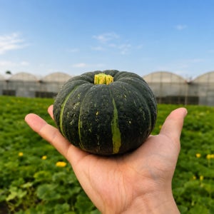 제주 미니 단호박 보우짱 밤호박 국내산 3kg 5kg 9kg