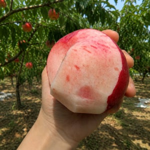 영천산지직송 딱복 경봉복숭아 백도 딱딱이복숭아 고당도