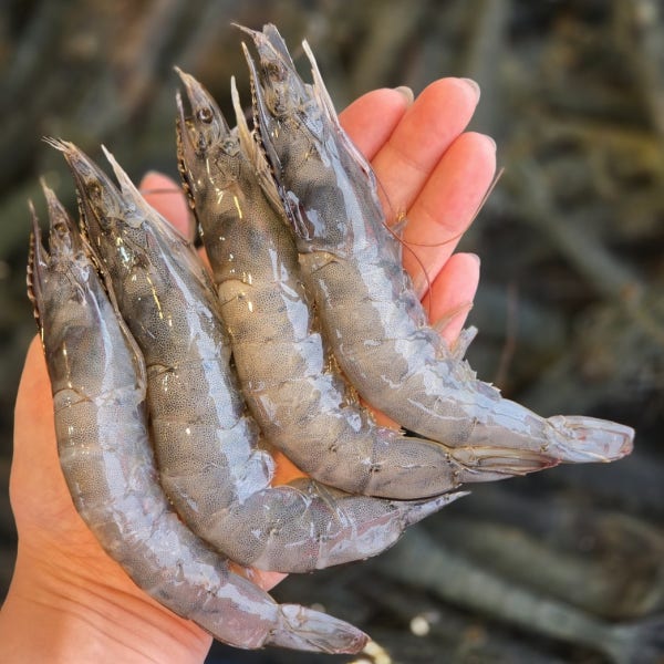 26년도 국산 활 흰다리 새우 제철 활새우 500g 1kg