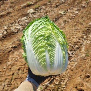 직접재배한 통통 알배기 배추 손질배추 미니배추10kg (5포기-6포기사이)