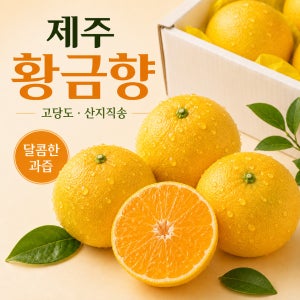 제주 황금향 고당도 산지직송 프리미엄 감귤 선물용 가정용 중소과, 5kg, 1개