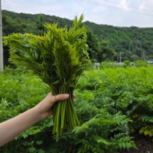 농장새벽직송 여름두릅 가시없는 제철나물 국내산 1kg
