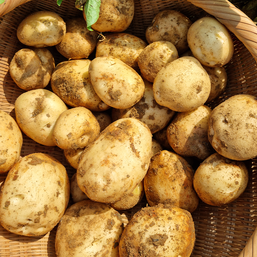 26년 햇감자 중 10kg (11,030원) (무료)