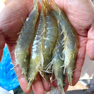 국산 제철 살아있는 활새우 500g 1kg 흰다리새우 대하구이 [원산지 전라남도 신안]