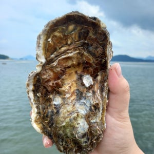 통영 삼배체굴 대왕굴 바위 산지 1kg, 3개
