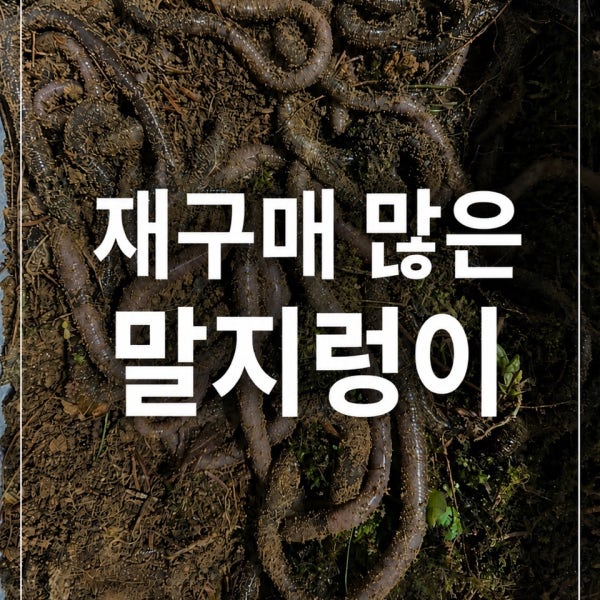말지렁이 60마리 장어낚시 메기낚시 낚시용 미끼