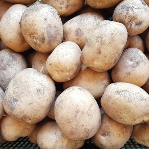 26년 강원도 정선 햇감자 분감자 설봉(왕/특/대)혼합, 10kg, 1개