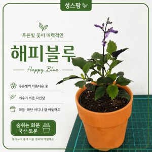 해피블루 모나라벤더 국산토분 화분 보라꽃 실내식물