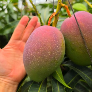 진심먹거리 산지직송 프리미엄 제주애플망고 특상품 3kg 선물세트 선물용