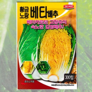 황금노랑베타배추 300립 베타카로틴 고함유 속노란 김장배추씨앗 경신종묘