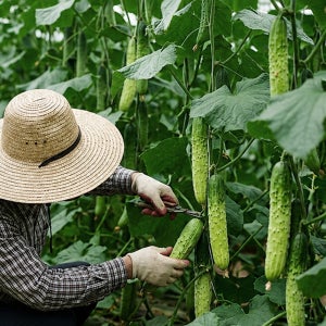 국내산 백다다기오이 백오이 6kg 무침용 냉국용