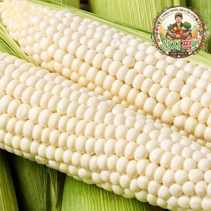 산지직송 미백 찰 옥수수 특품 고품질 쫀득 달달 찰진 제철 간식 200g, 5개