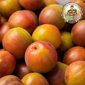 산지직송 지리산 하동 노천 와인 매실 당일수확 3kg, 1개