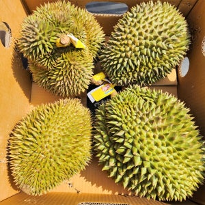 9kg 내외(3-4수) 태국 생 두리안 통두리안 9.1kg, 1개