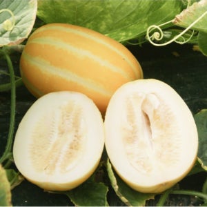 성주 가정용참외 대과, 10kg, 1개