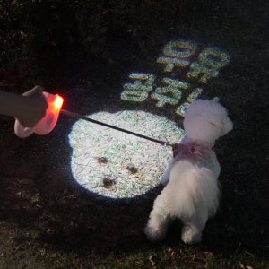 강아지 LED 자동리드줄 시그널 리드줄 빔 커스텀 필름칩