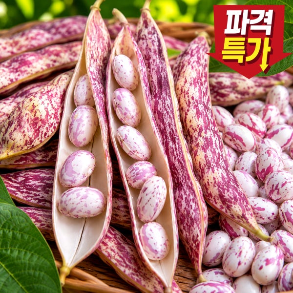 26년 국내산 생 호랑이콩 밤콩 껍질 콩 밤맛 얼룩이 햇 호랑이강낭콩