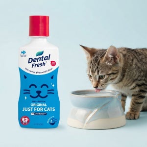 덴탈후레쉬 캣 오리지널 고양이 구강청결제 마시는 치약 반려묘 입냄새 제거 237ml, 1개