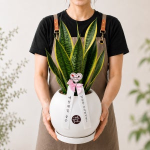 NASA선정 최고의 공기정화 산세베리아 달항아리 화분