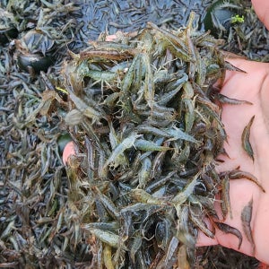 산지직송 토하 새뱅이 민물새우 500g 토하젓 담그기 매운탕 요리 서산자연농원 토하